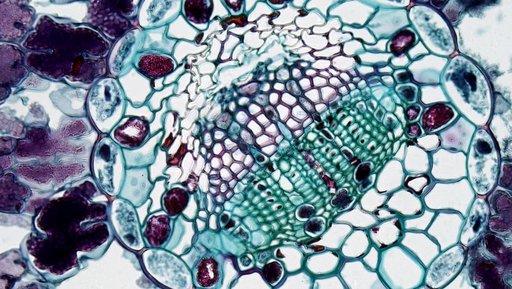 Brain Develops From Two Separate Progenitor Cells, Stanford Study Finds
