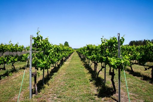 California Grape Growers Face Unsold Harvest as Wine Demand Falls