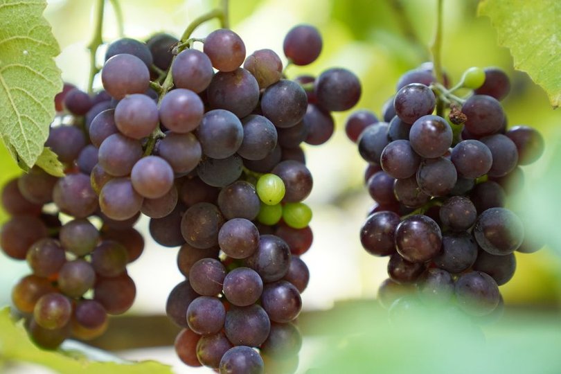 California Grape Growers Face Unsold Harvest as Wine Demand Falls
