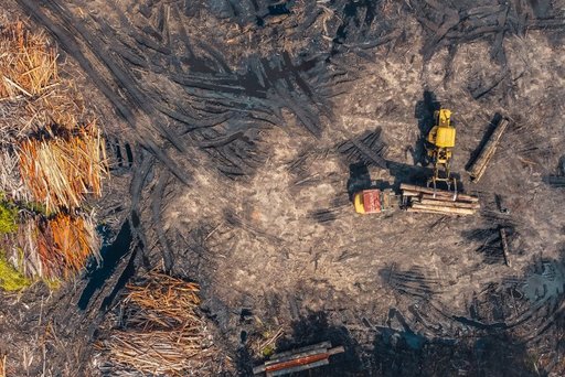 Google cleared 300 hectares of Finnish forest before environmental review