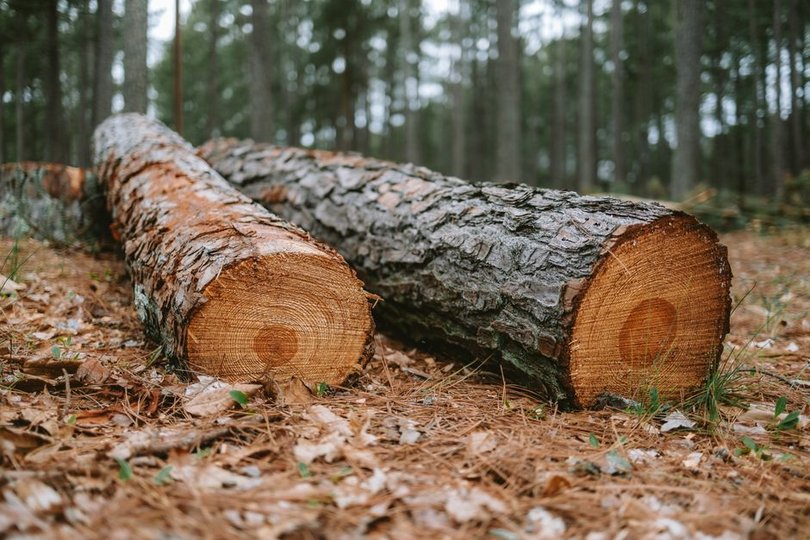 Google cut down 250K trees in Finland for data center without full approval