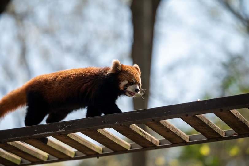 Mozilla Introduces Firefox Enterprise for On-Premises Deployment