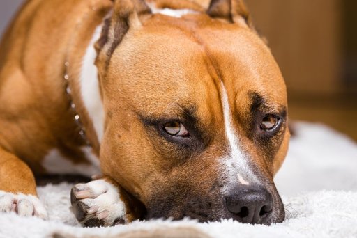 Pitbull owner designs nose guard for dog with lupus, now 500 dogs wear it