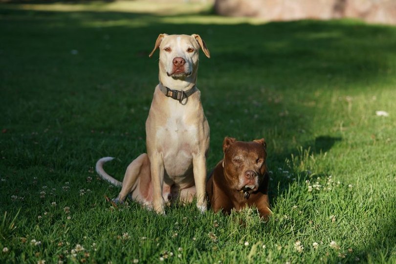 Pitbull owner designs nose guard for dog with lupus, now 500 dogs wear it