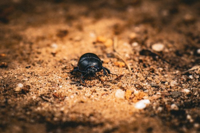 Researchers Exploit 37‑Year‑Old OpenBSD Kernel Bug to Gain Root
