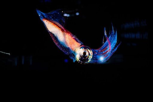 Sixteen years after Deepwater Horizon, deep-sea life shows little sign of recovery