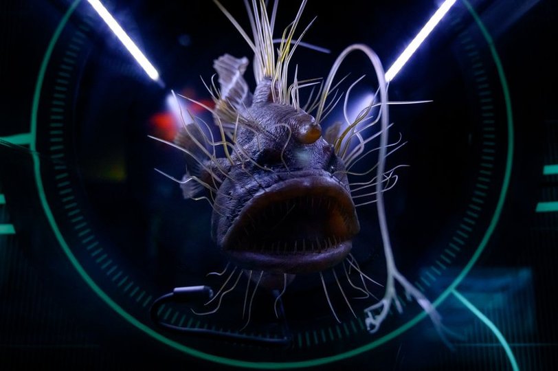 Sixteen years after Deepwater Horizon, deep-sea life shows little sign of recovery