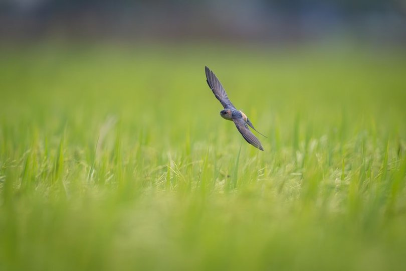 Swift 6.4 Released With Cross-Platform Build Improvements